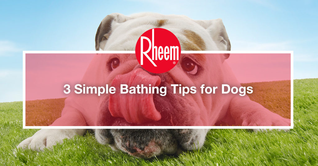 3 Simple Bathing Tips for Dogs Rheem