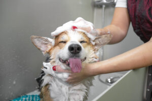 A dog enjoying a warm shower