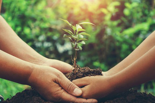 Two people planting a tree together
