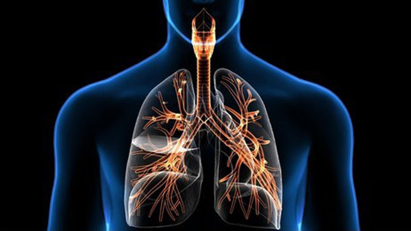 An illustration of human lung